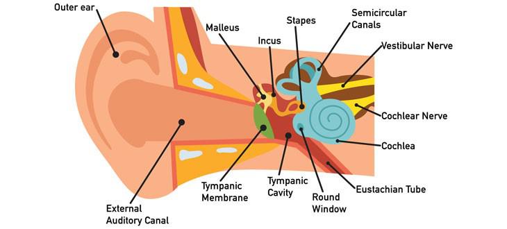 What Is Ear Infection Hearing Loss 